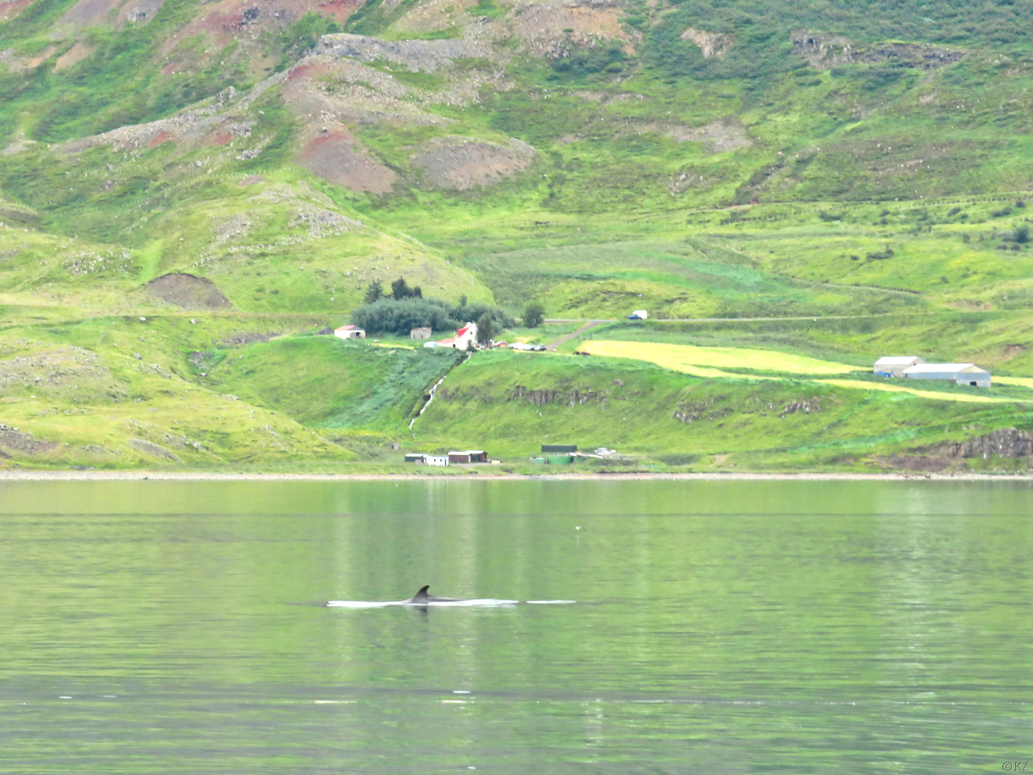 Balaenoptera acutorostrata<br>18 July, 2024