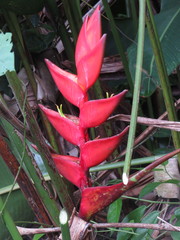 Heliconia champneiana