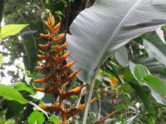 Heliconia librata
