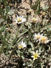 Lessingia tenuis