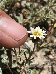 Lessingia tenuis