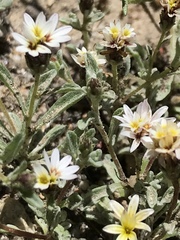 Lessingia tenuis