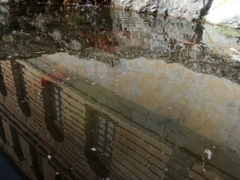 Cyprinus rubrofuscus