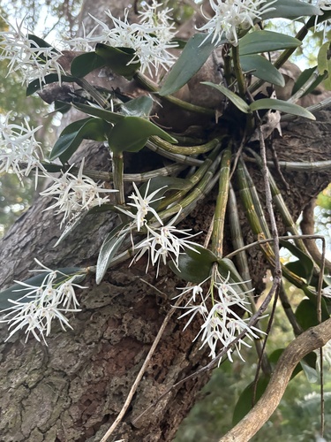 Brushbox Feather Orchid