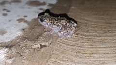 Eleutherodactylus verrucipes