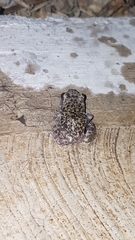 Eleutherodactylus verrucipes