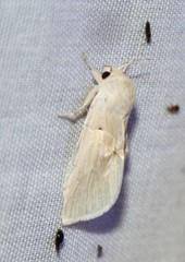 Acronicta insularis
