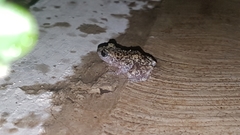 Eleutherodactylus verrucipes