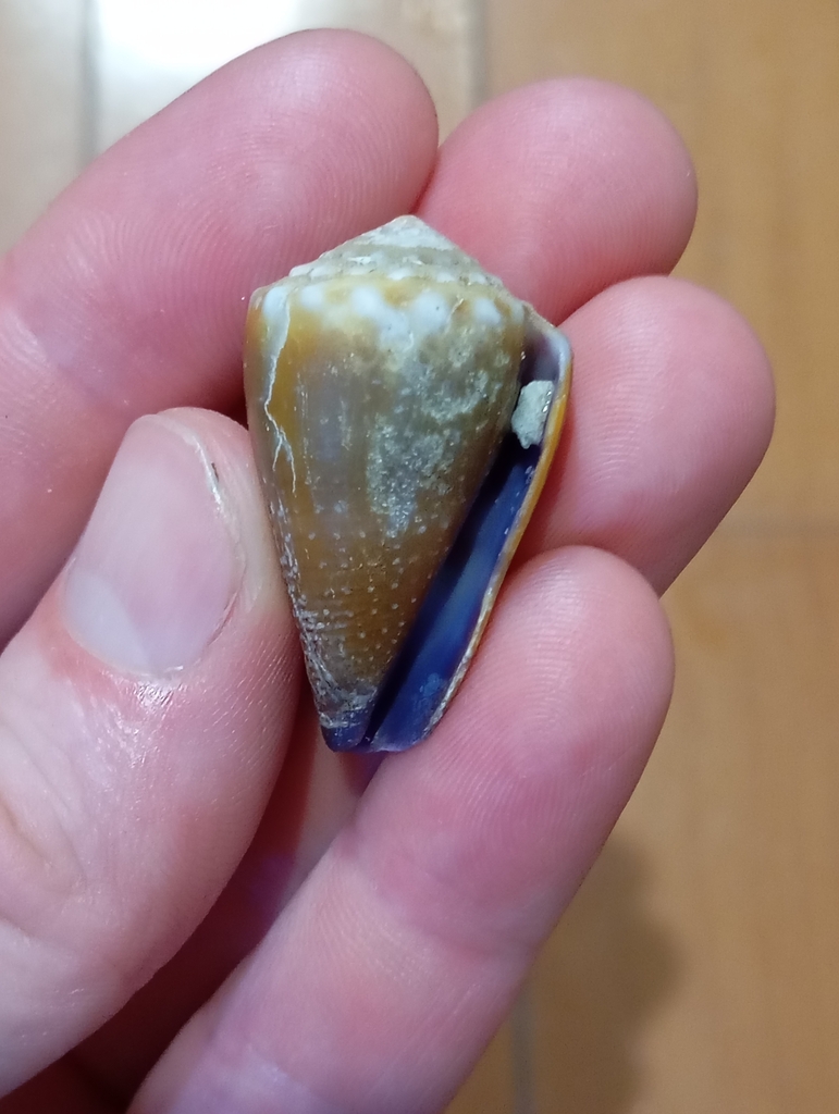 Blood-stained cone
