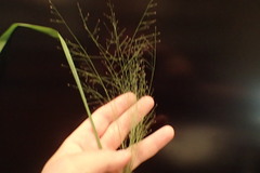 Eragrostis capillaris