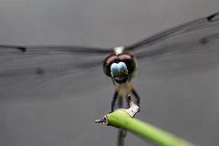 Libellula vibrans