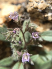 Phacelia austromontana
