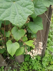 Menispermum dauricum