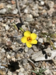 Leptosiphon chrysanthus