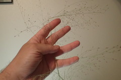 Eragrostis trichodes