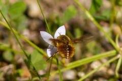 Bombylius mexicanus