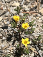 Leptosiphon chrysanthus