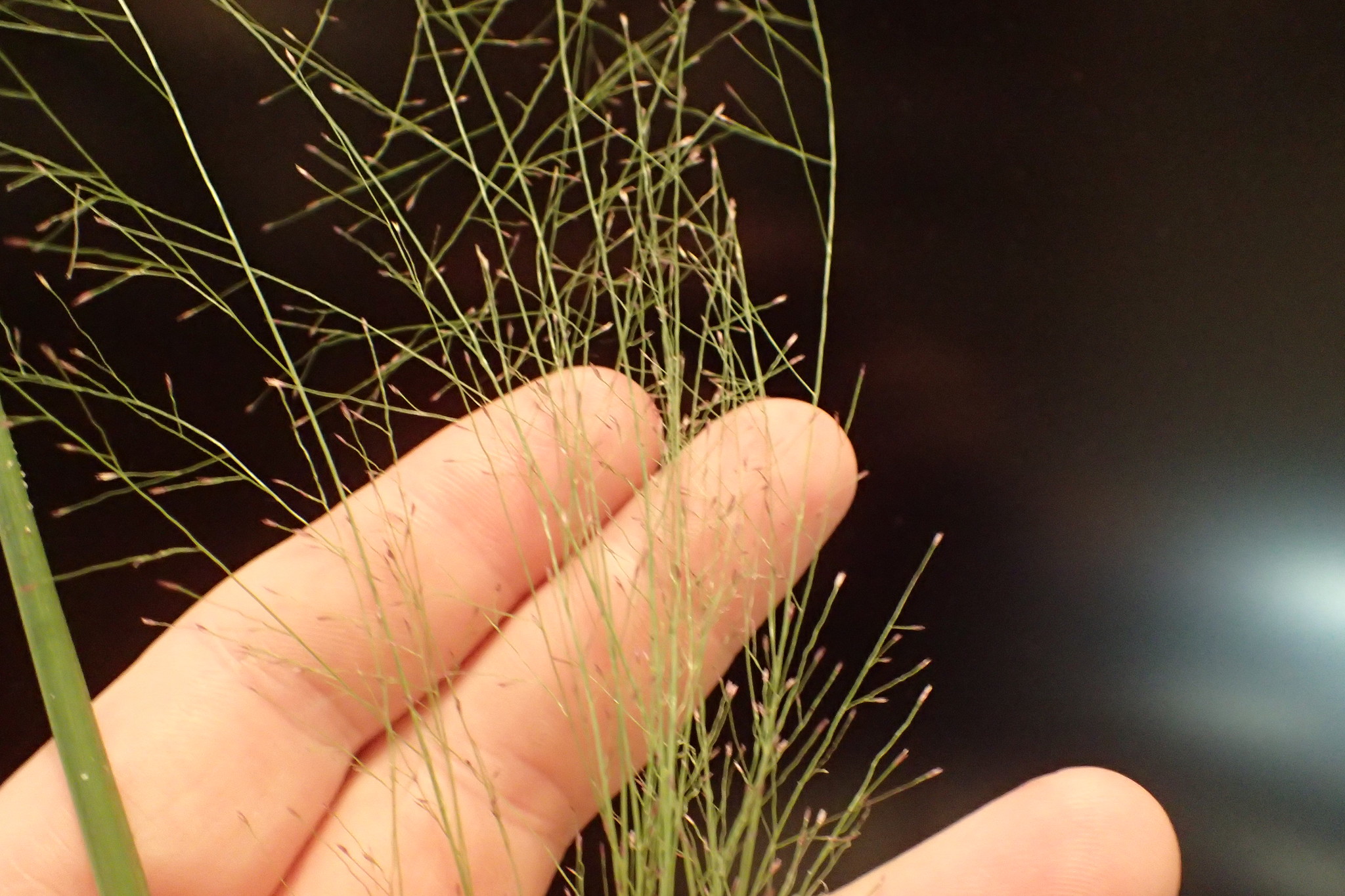 Eragrostis capillaris