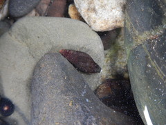 Mitridae