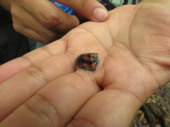 Dorynota sexplagiata