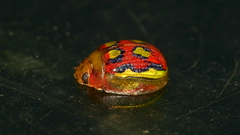 Paropsisterna nobilitata