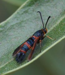 Synanthedon sapygaeformis