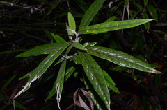 Corokia buddleioides