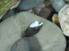Mitridae