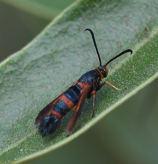 Synanthedon sapygaeformis