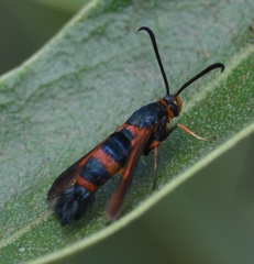 Synanthedon sapygaeformis