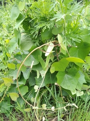 Menispermum dauricum