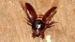 Cheiroplatys latipes