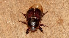 Cheiroplatys latipes