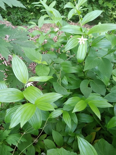 Disporum viridescens iNat (2)