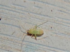 Blepharidopterus provancheri