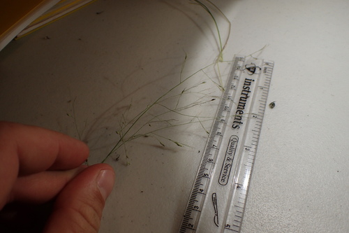Panicum hallii var. filipes