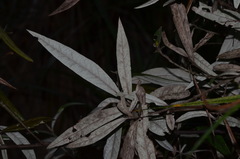 Corokia buddleioides