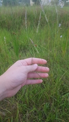 Polygala appendiculata