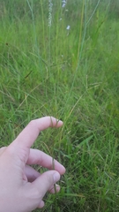 Polygala appendiculata