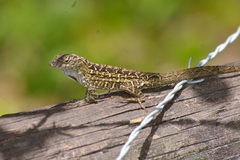 Anolis sagrei