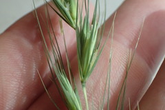 Elymus interruptus