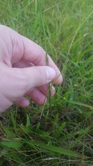 Polygala appendiculata
