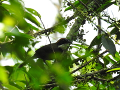 Arremon brunneinucha