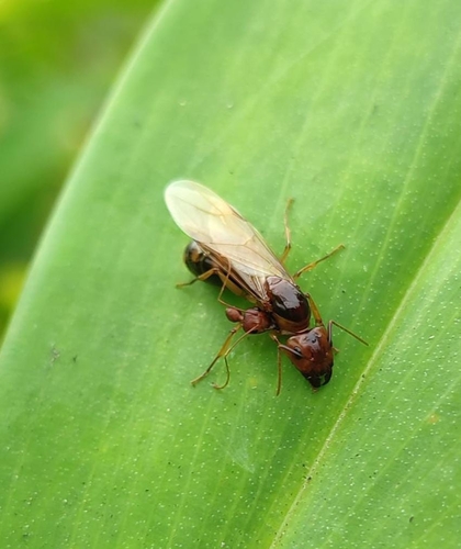Camponotus tinctusCamponotus tinctus