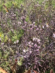 Chloropyron maritimum maritimum