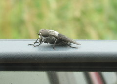 Tabanus superjumentarius