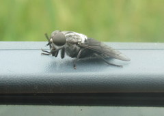 Tabanus superjumentarius