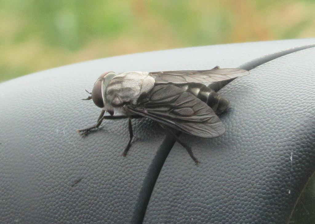 Tabanus superjumentarius
