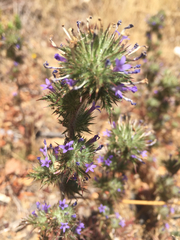 Navarretia