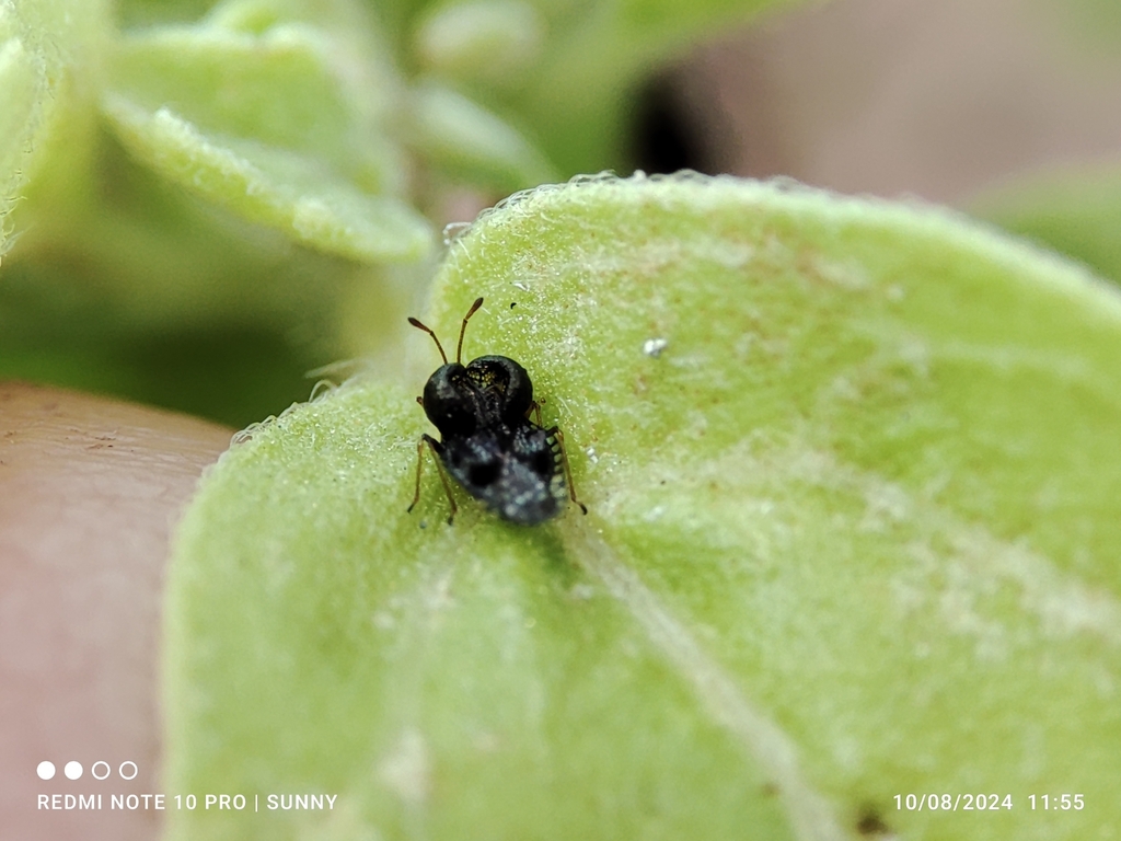 Basil Lace Bug from Tampines, Singapore on August 10, 2024 at 11:55 AM ...